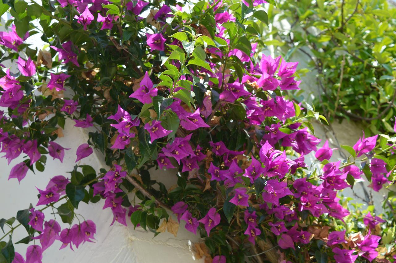 The Proud Garden Bed & Breakfast Carovigno Luaran gambar