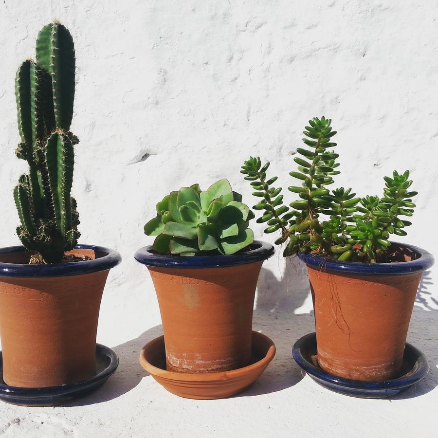 The Proud Garden Bed & Breakfast Carovigno Luaran gambar