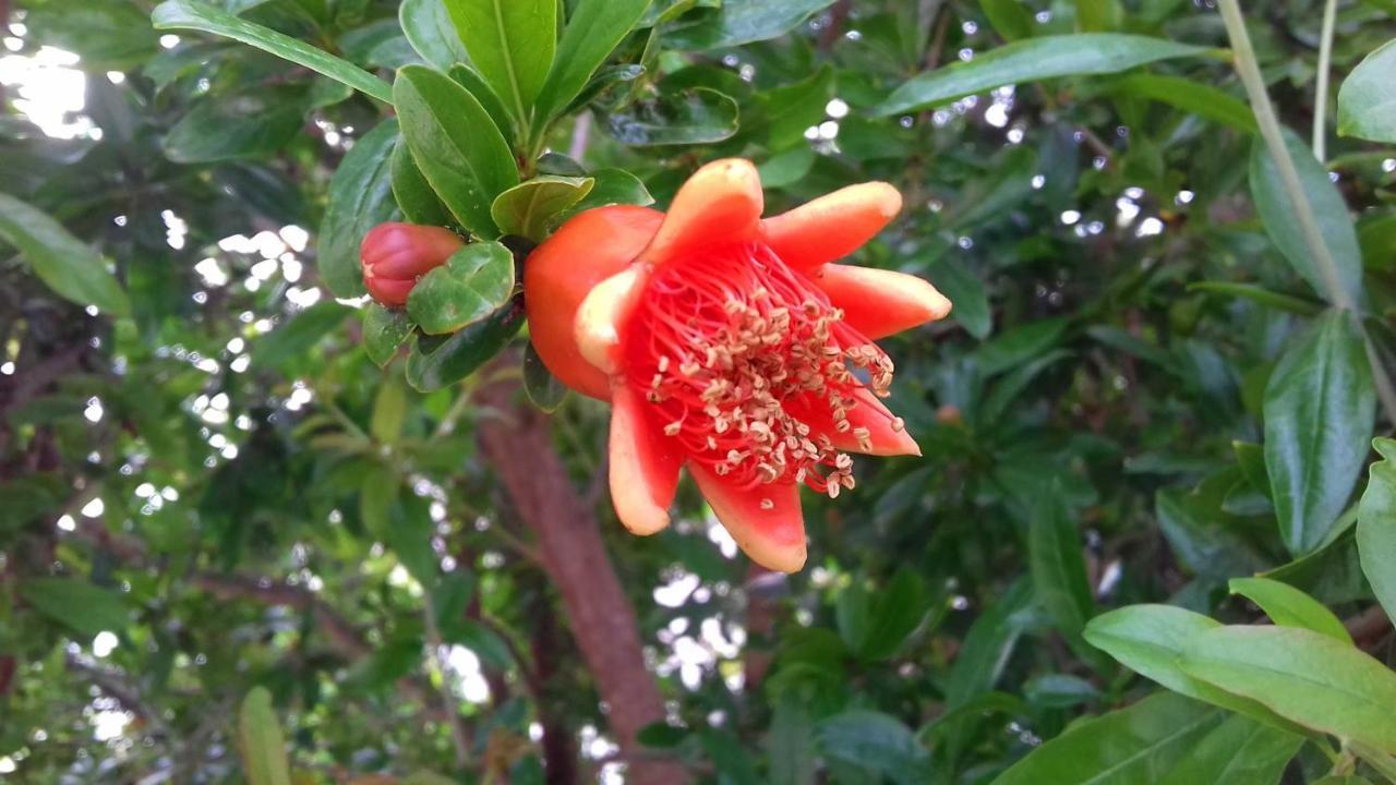 The Proud Garden Bed & Breakfast Carovigno Luaran gambar